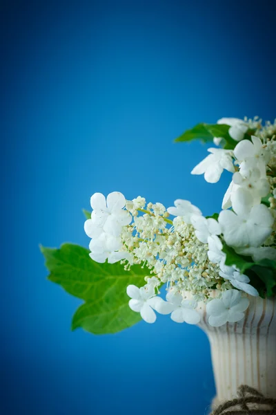 Viburnum flores fruta — Fotografia de Stock