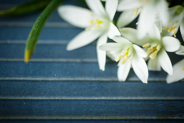 Belo buquê de flores brancas — Fotografia de Stock