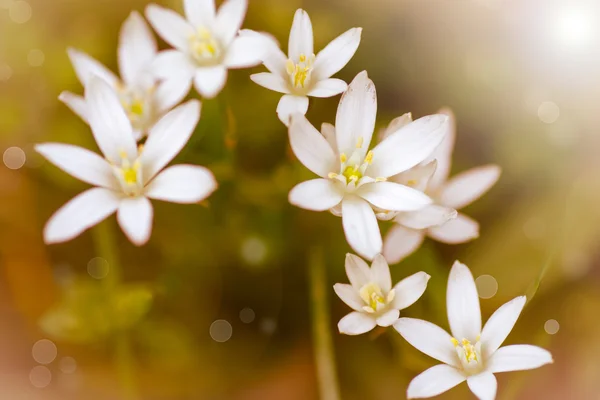 Hermoso ramo de flores blancas — Foto de Stock