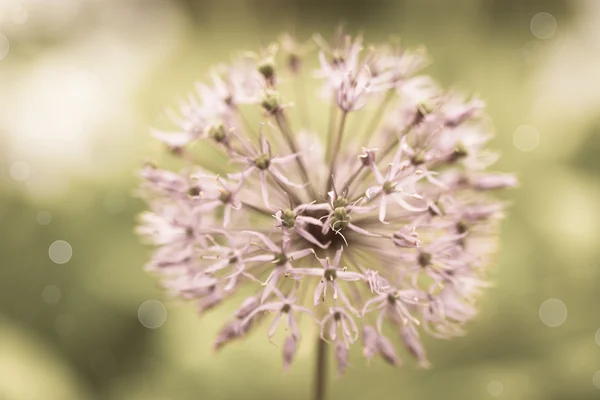 Allium. — Foto de Stock