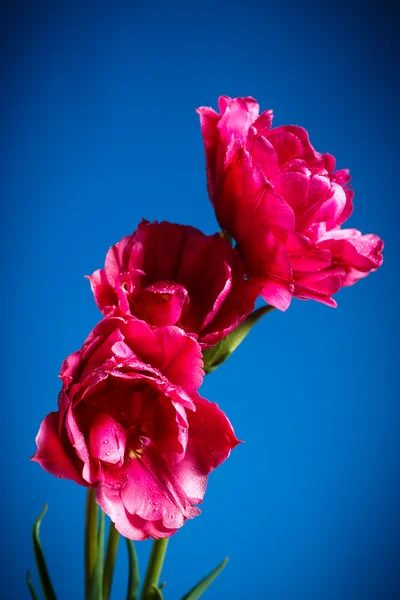 3 つの美しい赤いチューリップ — ストック写真