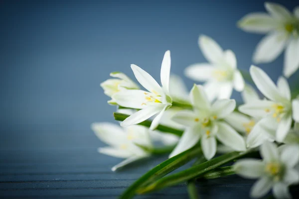 Belo buquê de flores brancas — Fotografia de Stock