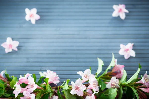 Weigel beautiful pink flowers — Stock Photo, Image