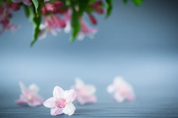 Weigel όμορφο ροζ λουλούδια — Φωτογραφία Αρχείου