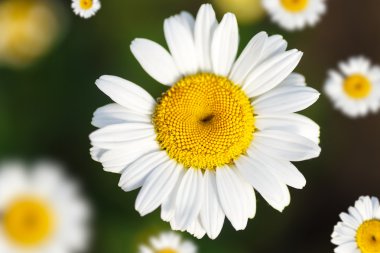 güzel çiçek açan beyaz papatya