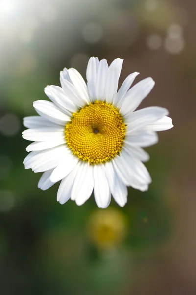Bella fioritura margherita bianca — Foto Stock