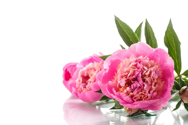 Peonies — Stock Photo, Image