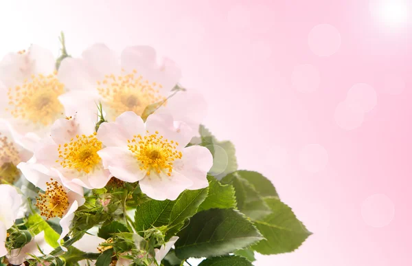 Bouquet of wild roses — Stock Photo, Image