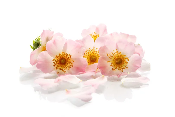 Bouquet of wild roses — Stock Photo, Image