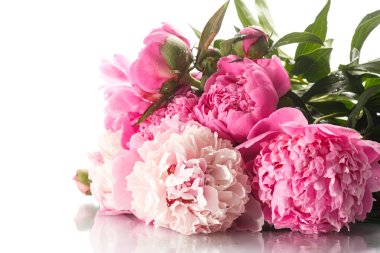 güzel çiçek açan peonies