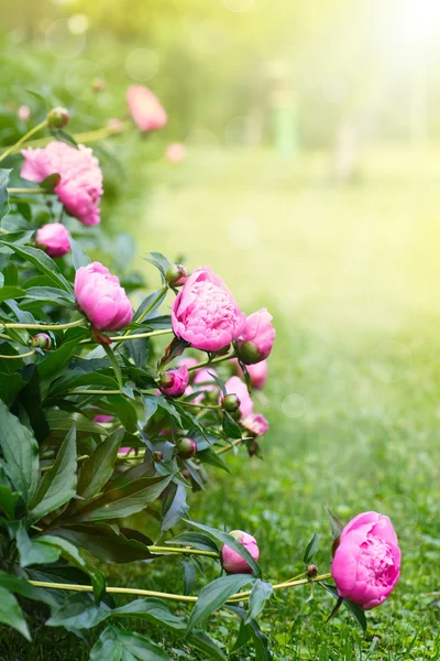 Bellissime peonie in fiore in giardino — Foto Stock