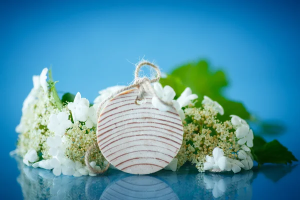 Viburnum flowers fruit — Stock Photo, Image