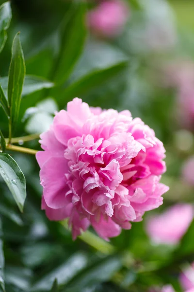 Peony buitenshuis — Stockfoto