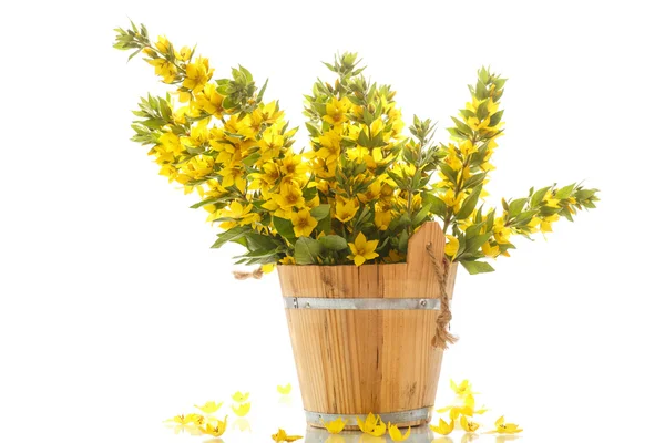 Bouquet with loosestrife in wooden bucket — Stock Photo, Image