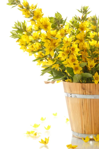 Buquê com loosestrife em balde de madeira — Fotografia de Stock