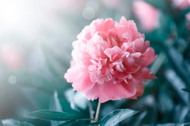 peonies blooming in the garden clipart