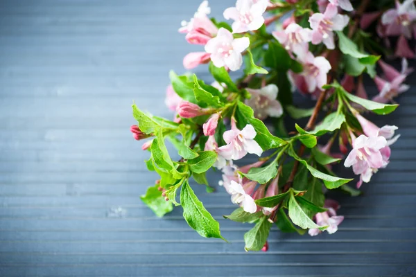 Вайгеля красиві рожеві квіти — стокове фото