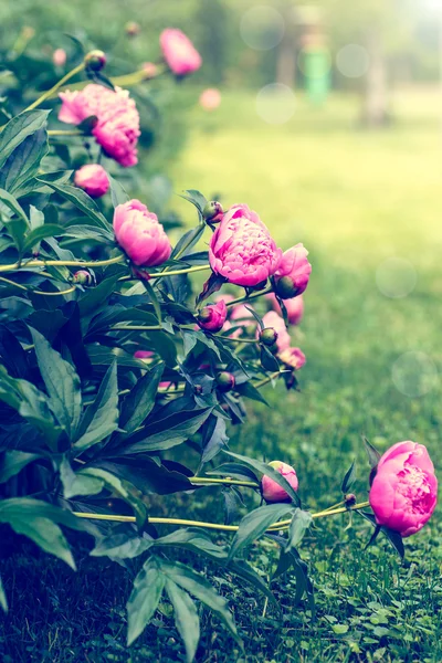 Peonie in fiore in giardino — Foto Stock