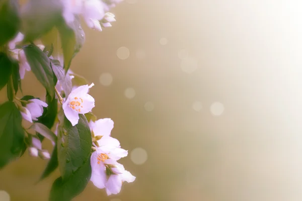 Jasmine — Stock Photo, Image