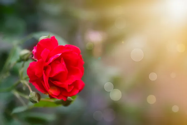 Ruusun kukinta — kuvapankkivalokuva