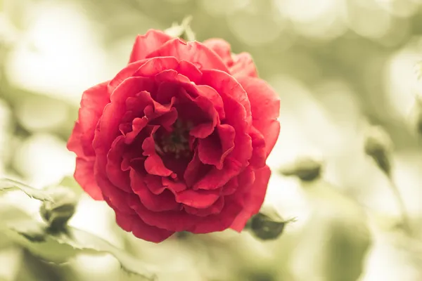 Blühende Rose lizenzfreie Stockfotos