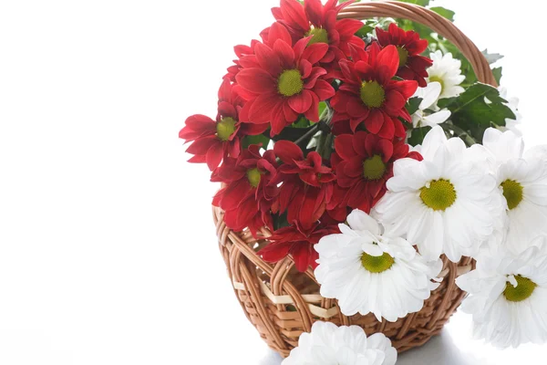 Red and white chrysanthemums in a basket — Stock Photo, Image