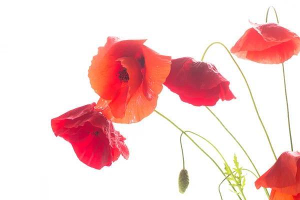 Wild poppy bloem — Stockfoto