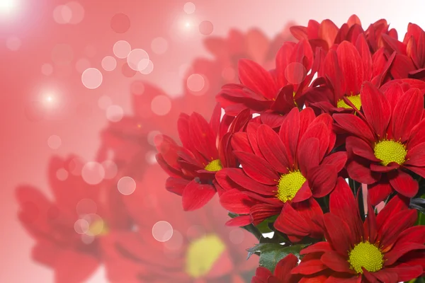 Червоний хризантеми — стокове фото