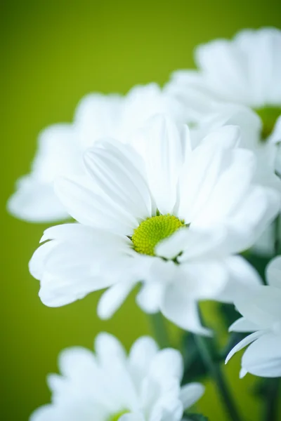 Witte chrysant — Stockfoto