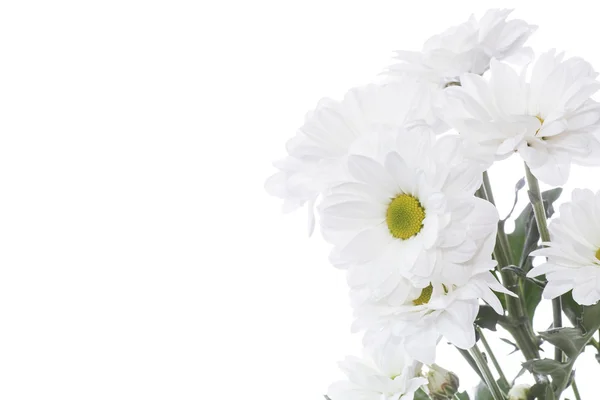 Witte chrysant — Stockfoto