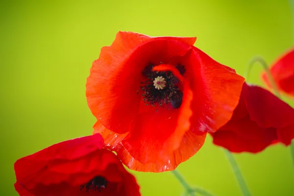 Wild poppy flower — Stock Photo, Image