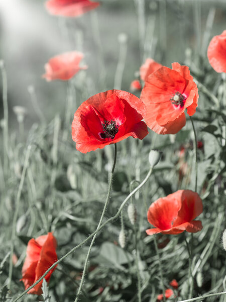 poppies