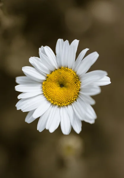 Квітучий Біла Стокротка — стокове фото