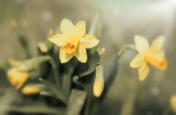 Spring flowering daffodils — Stock Photo, Image