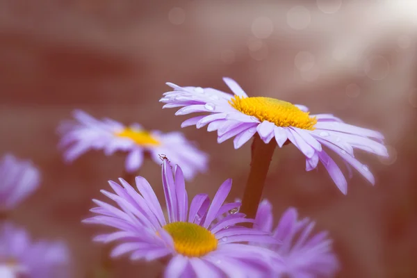 Kvetoucí fialová sedmikrásky — Stock fotografie