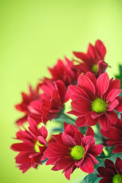 Chrysanthème rouge — Photo