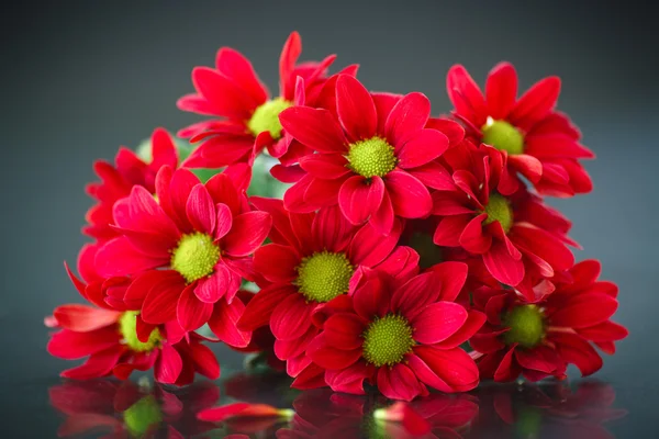 Krásná kytice červené chryzantémy — Stock fotografie