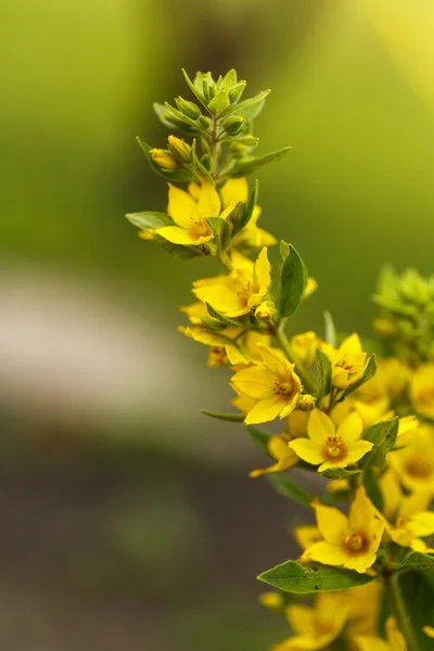 Lysimachia flowers in garden — Stock Photo, Image