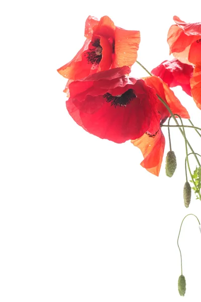 Poppies — Stock Photo, Image