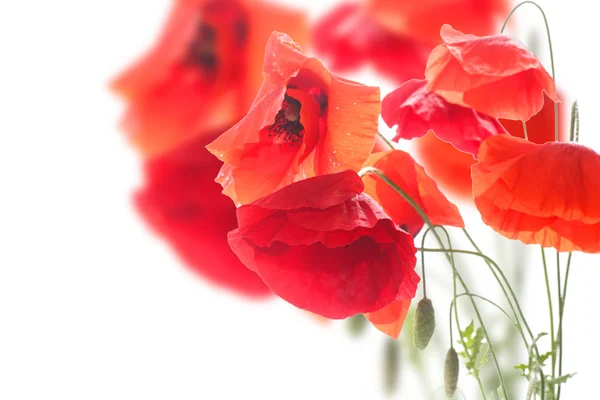 Poppies — Stock Photo, Image