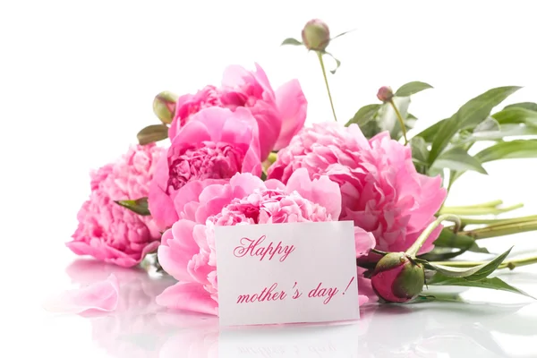 Beautiful blooming peonies — Stock Photo, Image