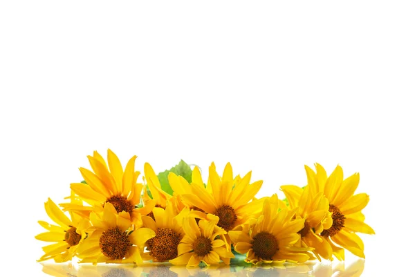 Bunch of yellow daisy flowers — Stock Photo, Image