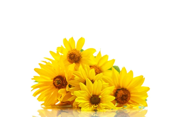 Massa gul tusensköna blommor — Stockfoto