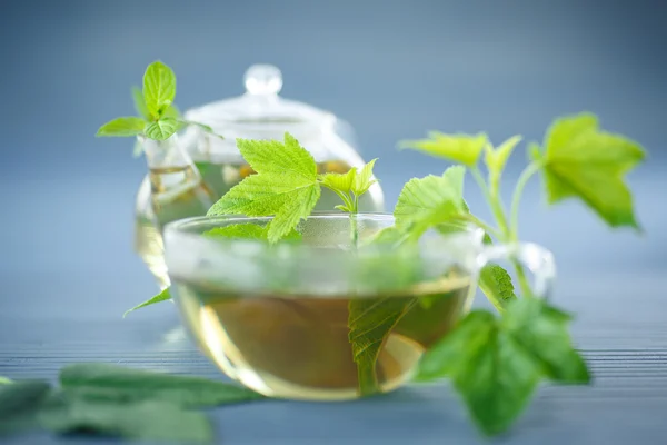 Tea with currant leaves — Stock Photo, Image