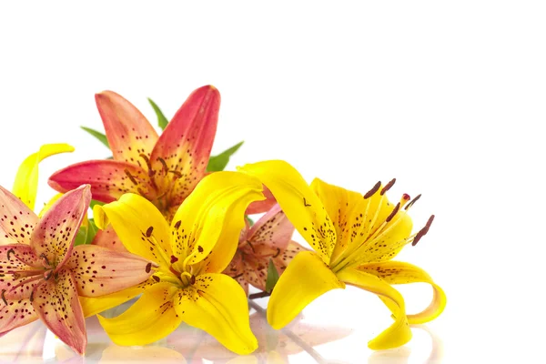 Beautiful lily — Stock Photo, Image