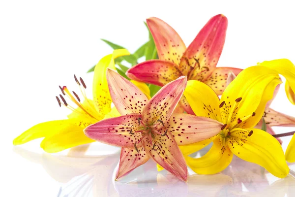 Beautiful lily — Stock Photo, Image