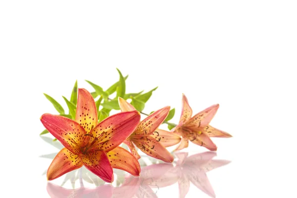 Beautiful lily — Stock Photo, Image