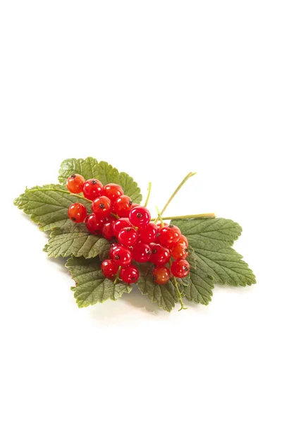 Redcurrant — Stock Photo, Image