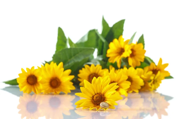 Bouquet of yellow daisies with a snail — Stock Photo, Image