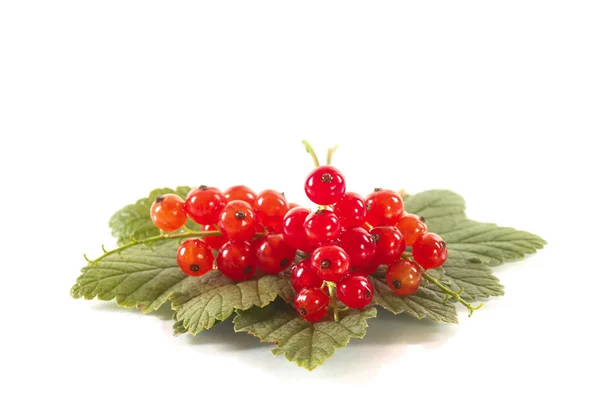 Redcurrant — Stock Photo, Image